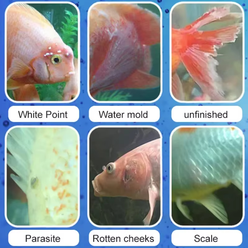 SIKEZHAN Fish Disease Treatmen - Water Soluble Stabilizer 评论和价格